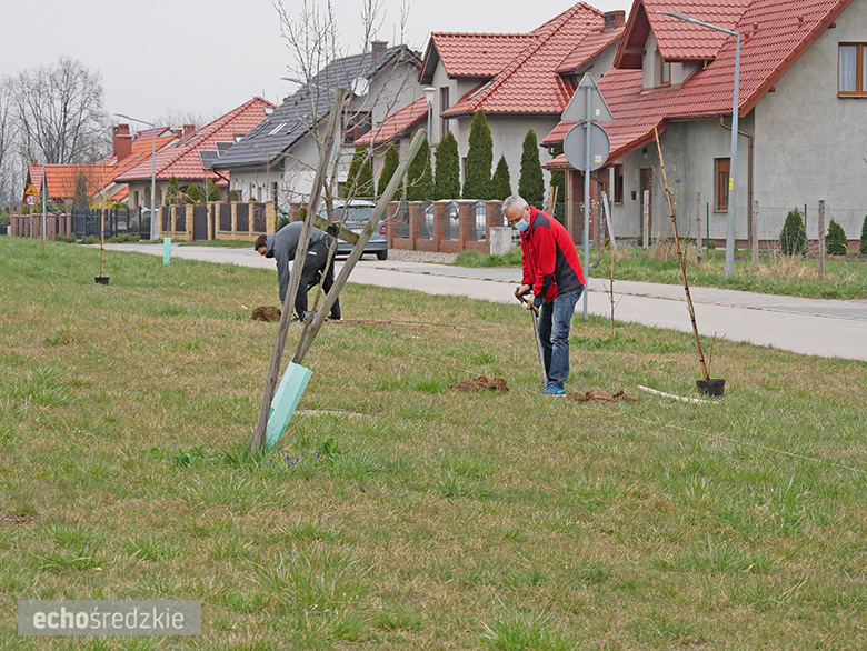 Akcja sadzenia tulipanowców przy ul. Tulipanowej w Środzie Śląskiej