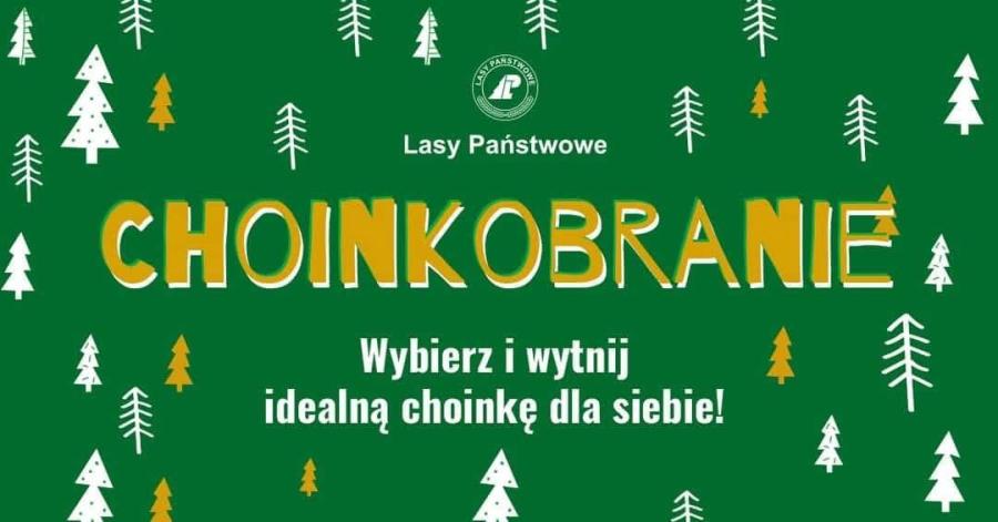 Choinkobranie 2025 w Nadleśnictwie Miękinia. Wybierz swoje świąteczne drzewko prosto z lasu