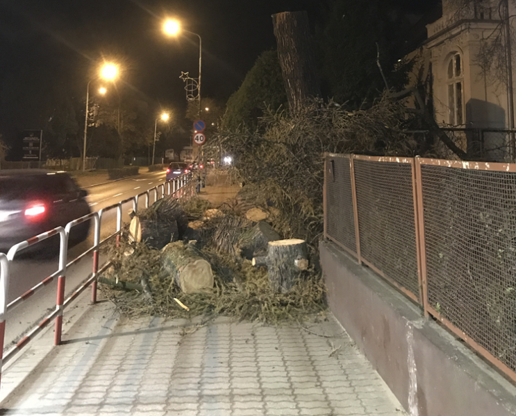 Ścięte drzewo w Środzie Śląskiej przy skrzyżowaniu z ul. Wrocławską