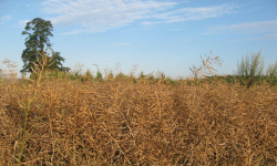 W Kobierzycach rolnicy mogą zgłosić straty w uprawach