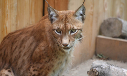 Młode rysie mają już imiona