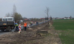 Wycieli drzewa, położyli kable