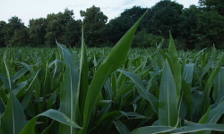Złodziej schował się w polu kukurydzy