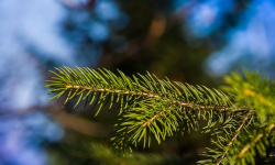 Zameldowałeś się ? Dostaniesz za darmo drzewko na święta