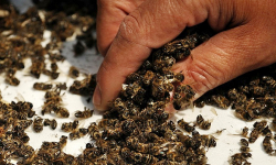 W ciągu jednej nocy ktoś zatruł milion pszczół