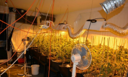 12 kg marihuany i około 500 krzaków konopi