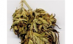 17-latek z narkotykami