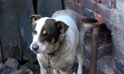 Interwencja w Chwalimierzu. Pies nie miał budy i dostępu do wody