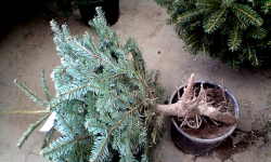 Choinka się sypie? Nie wyrzucaj jej do śmieci