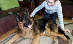 Brutusa ledwo odratowali. Akt oskarżenia przeciwko właścicielowi