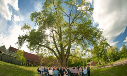 Platan Cesarz w Cesarzowicach