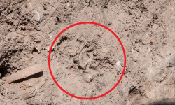 Fragmenty kości pod budynkiem mieszkalnym