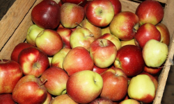 Dzisiaj wydają jabłka i marchew w Malczycach