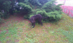 Wyciągnęli psa z basenu