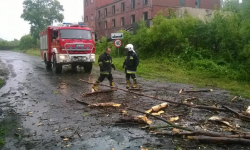 Powalone drzewa i gałęzie - tu interweniowali strażacy