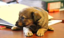 Znaleziono szczeniaka