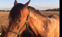 W Gałowie znaleziono klacz