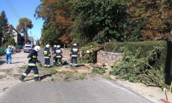 Powalone drzewo na linie energetyczne. Interwencja straży pożarnej