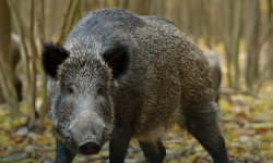 Dwa samochody osobowe zderzyły się z dzikiem