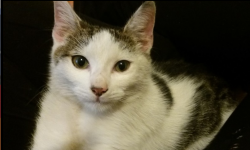 Te psy i koty z gminy Miękinia szukają domu