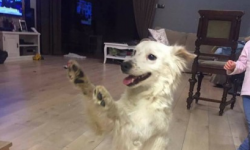 Znaleziono psy w gminie Miękinia