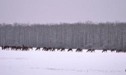 W sobotę blisko 450 osób liczyło ile jeleni jest na terenie nadleśnictwa Miękinia