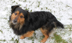 Ktoś porzucił tego psa przy zjeździe na A4