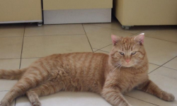 Zaginał kot. Może go widziałeś?