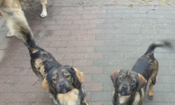 W Źródłach błąkają się dwa psy