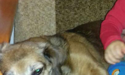 Zaginęła suczka z Mrozowa