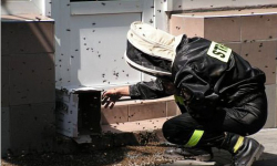 Rój pszczół w przedszkolu sióstr salezjanek w Środzie Śląskiej. Interwencja strażaków