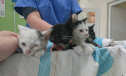 Ktoś porzucił koty. Szukają nowego domu