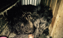 Miesiąc ją łapali. Suczka szuka nowego domu