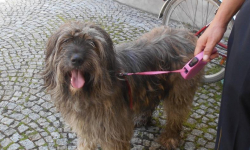 Ten pies szuka nowego domu