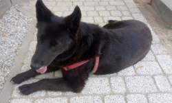 We Wróblowicach znaleziono psa. Poszukiwany właściciel