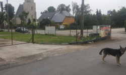 W Gałowie znaleziono psa. Poszukiwany właściciel