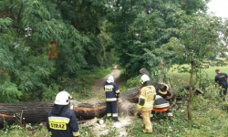 W Konarach płonęło drzewo