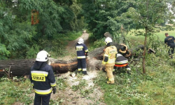 Złamane drzewo wisiało nad drogą. Interweniowali strażacy