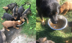 Znaleźli zagłodzone psy. Jeden ze szczeniaków ma połamaną łapę