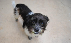 Gmina apeluje do mieszkańców, aby zgłaszać o zaniedbywaniu zwierząt