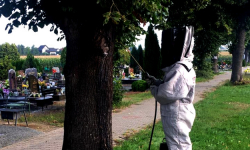 Strażacy walczą z osami i szerszeniami