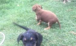 Dwa psy szukają nowych domów