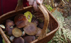 Policjanci trzy dni szukali grzybiarza. Mundurowi apelują o rozsądek podczas wypraw do lasu