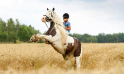 Jeździeckie święto w Gałowie już jutro