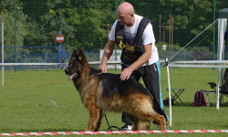 Wystawa owczarków niemieckich już w niedzielę w Miękini