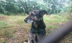 Pies od lipca błąka się po Gałowie. Poszukiwany właściciel