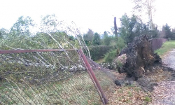 Strażacy wyjeżdżali do powalonych drzew i zerwanych dachów