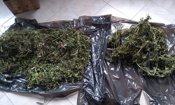 27-latek prowadził uprawę marihuany. Grozi mu 8 lat więzienia