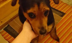 Po Placu Wolności błąka się suczka. Poszukiwany jest jej właściciel