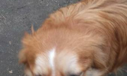 Piesek czeka na adopcję. Został porzucony w święta